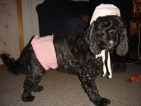 Amerikansk cocker spaniel Eddie - et lidt for sjov billede, han finder sig i meget... billede 13