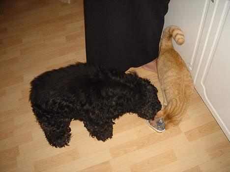 Amerikansk cocker spaniel Eddie - han deler gerne sin mad med min søsters kat... billede 14