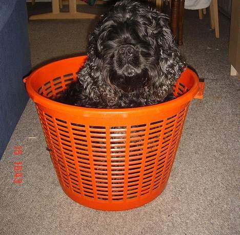 Amerikansk cocker spaniel Eddie - hunden i kurven, hehe billede 15