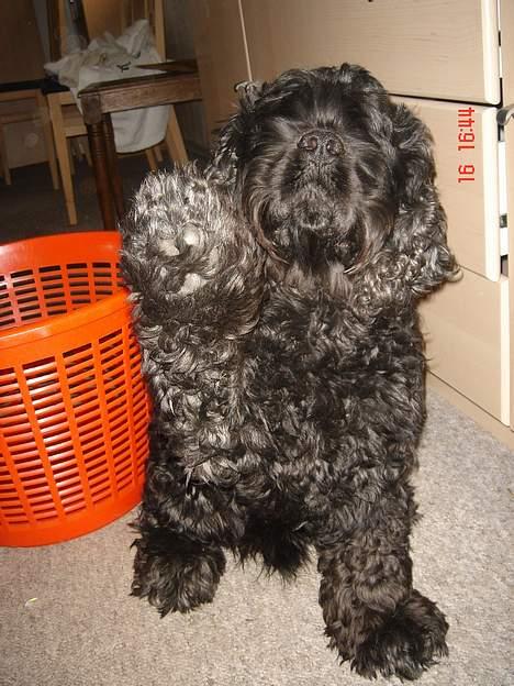 Amerikansk cocker spaniel Eddie billede 16