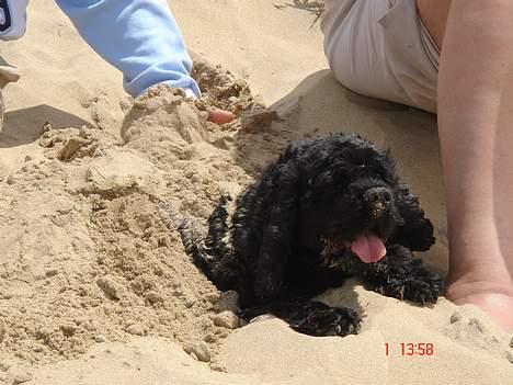 Amerikansk cocker spaniel Eddie - her er han med os på ferie til frankrig billede 17