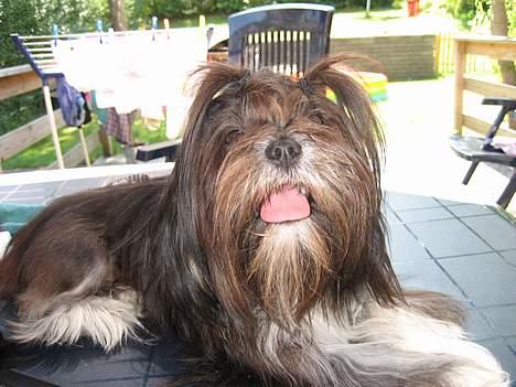 Lhasa apso Cheri billede 14