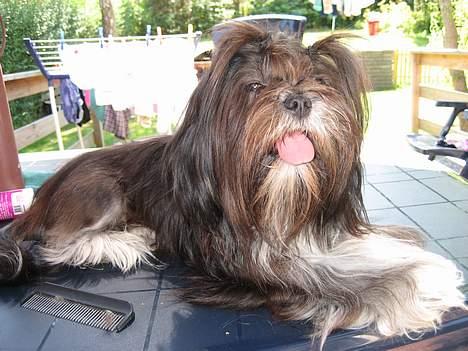 Lhasa apso Cheri - Ja så har mor lavet totter på mig igen, så må jeg jo være model!! billede 15