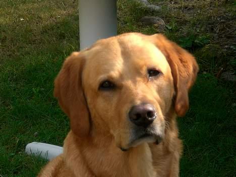 Labrador retriever Malick billede 13