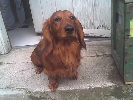 Dværggravhund Kuksi billede 1