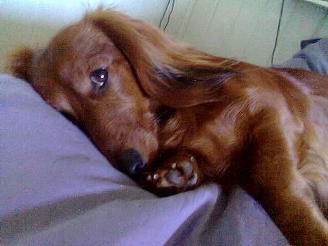 Dværggravhund Kuksi billede 2