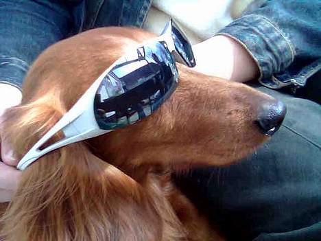 Dværggravhund Kuksi billede 3