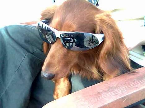 Dværggravhund Kuksi billede 4