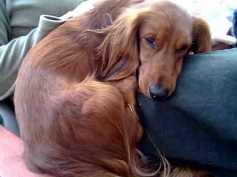 Dværggravhund Kuksi billede 5