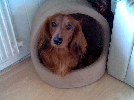 Dværggravhund Kuksi billede 6