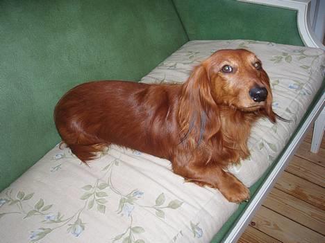 Dværggravhund Kuksi billede 7