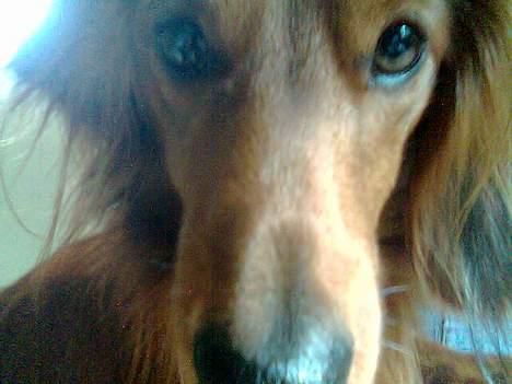 Dværggravhund Kuksi billede 8