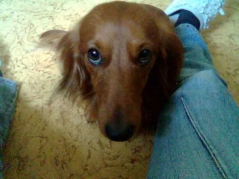 Dværggravhund Kuksi billede 9