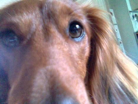 Dværggravhund Kuksi billede 10