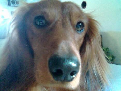 Dværggravhund Kuksi billede 11