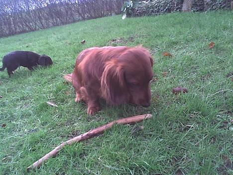 Dværggravhund Kuksi billede 12