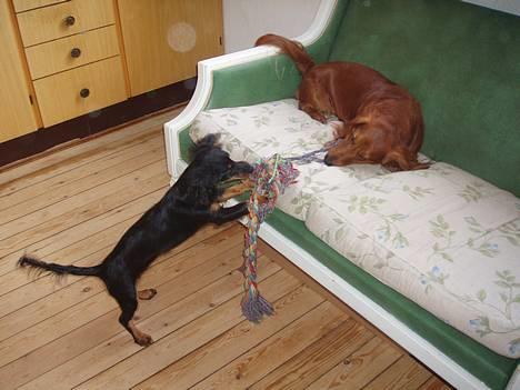 Dværggravhund Kuksi billede 13