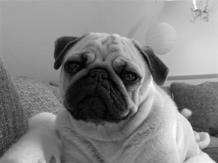 Mops Diablo - :-) billede 18