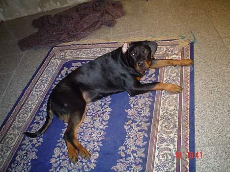 Rottweiler Kia billede 9