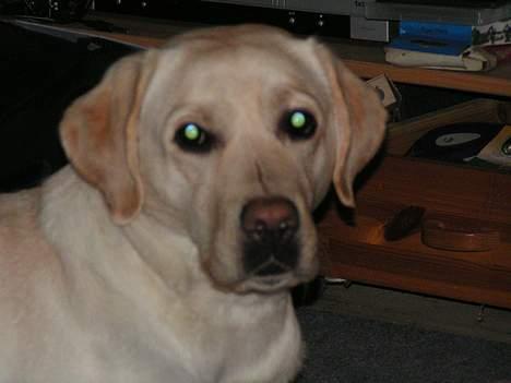 Labrador retriever Luna fra Lundemarken  - Ja, her ser i mig så.... billede 1