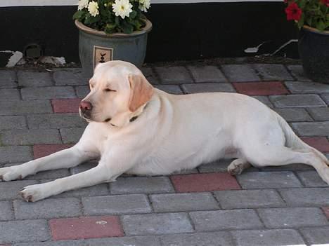Labrador retriever Luna fra Lundemarken  - Ligger lige og nyder det gode vejr...ss billede 2