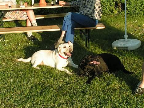 Labrador retriever Luna fra Lundemarken  - Hygger med min legekammerat....  billede 3