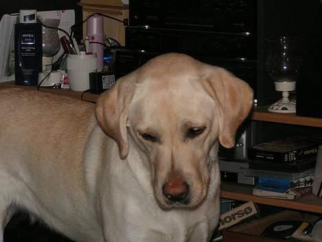 Labrador retriever Luna fra Lundemarken  - Er jeg ikke dejlig... billede 4