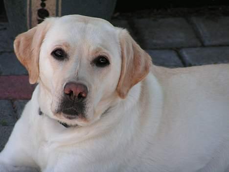 Labrador retriever Luna fra Lundemarken  - En rigtig fotomodel hund...ss billede 5