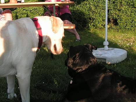 Labrador retriever Luna fra Lundemarken  - Skal vi lege... billede 6