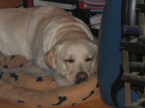 Labrador retriever Luna fra Lundemarken  - Skønt med en lille lur...ss billede 7