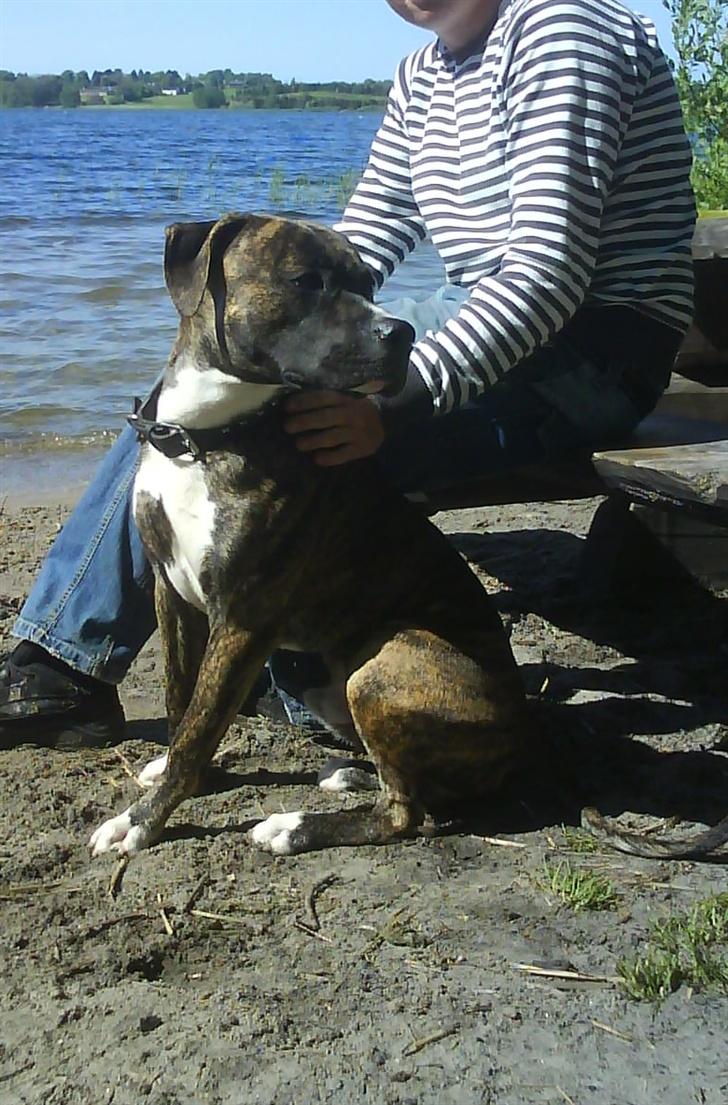 Amerikansk staffordshire terrier Chucky (1 Jan. 06) billede 14