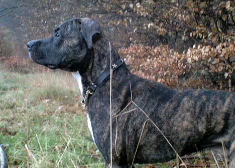 Amerikansk staffordshire terrier Chucky (1 Jan. 06) billede 17