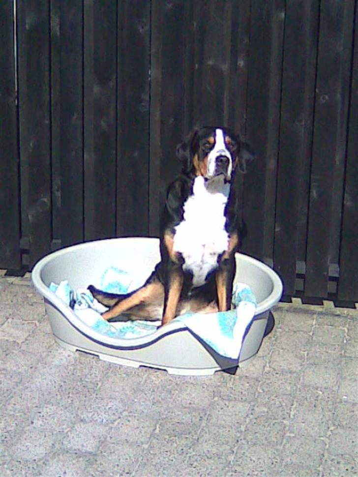 Grosser schweizer sennenhund Alfi Aflivet billede 14