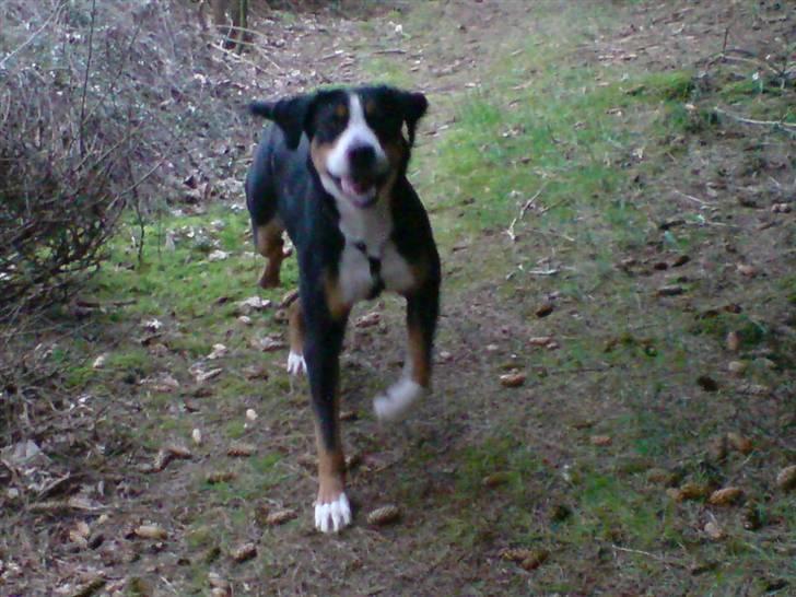 Grosser schweizer sennenhund Alfi Aflivet - Da da her kommer Alfi billede 15