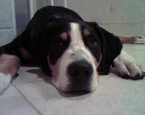 Grosser schweizer sennenhund Alfi Aflivet - Hej billede 16