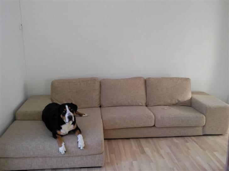 Grosser schweizer sennenhund Alfi Aflivet - Ny kæmpe hundekurv til mig billede 17