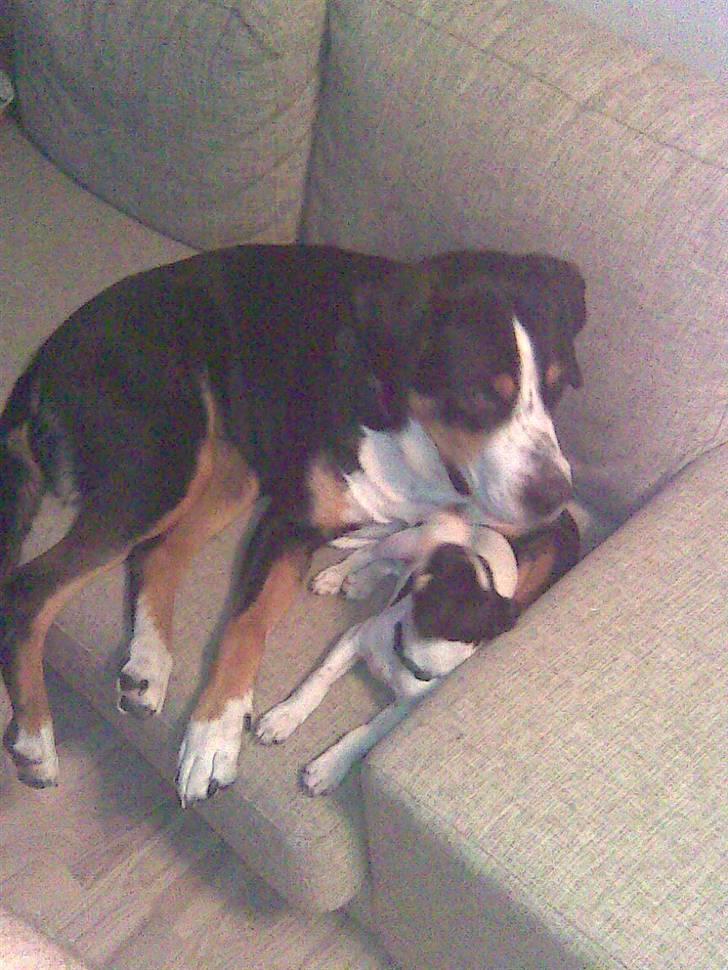 Grosser schweizer sennenhund Alfi Aflivet - Mig og Louie billede 18