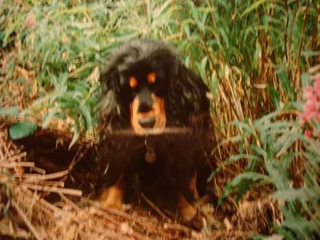 Cocker spaniel Daisy † R.I.P †  - Hun kan vist godt lide buske:D haha billede 17