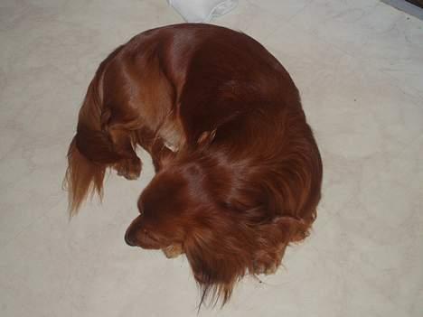 Dværggravhund Kuksi billede 14