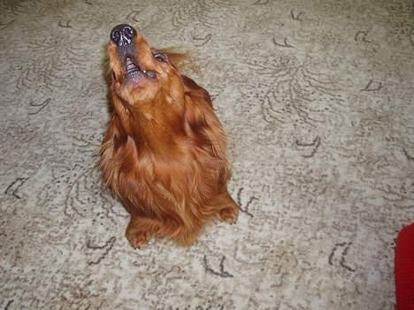 Dværggravhund Kuksi billede 15