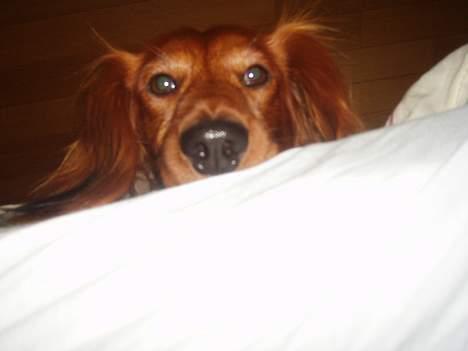 Dværggravhund Kuksi billede 16