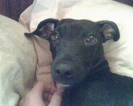 Blanding af racer Silke *Bor hos min venind - Jeg ligger & putter i sengen. SKAL du absolut vække mig mor?? billede 4