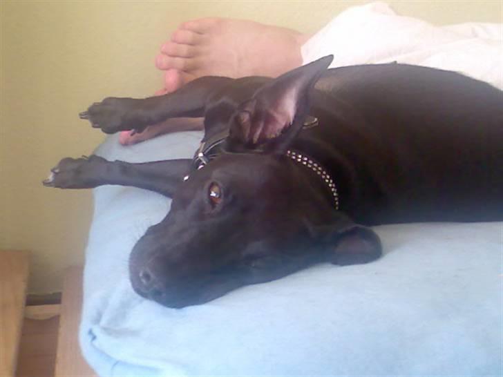 Blanding af racer Silke *Bor hos min venind - *Nyt*  Taget d. 14 august 2007 billede 5