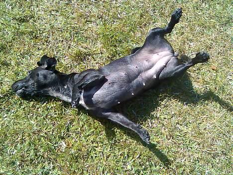 Blanding af racer Silke *Bor hos min venind - Der er ikke noget bedre end at rulle sig i græsset en dejlig sommerdag billede 6