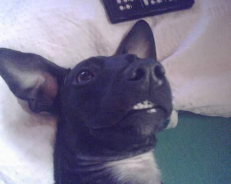 Blanding af racer Silke *Bor hos min venind - SMIL! Du er på! billede 7