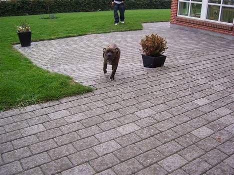 Amerikansk staffordshire terrier Chico billede 8