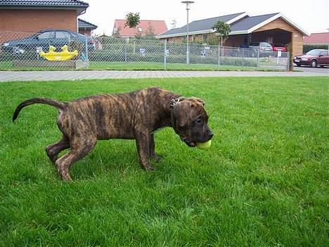 Amerikansk staffordshire terrier Chico billede 9