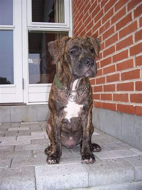 Amerikansk staffordshire terrier Chico billede 10