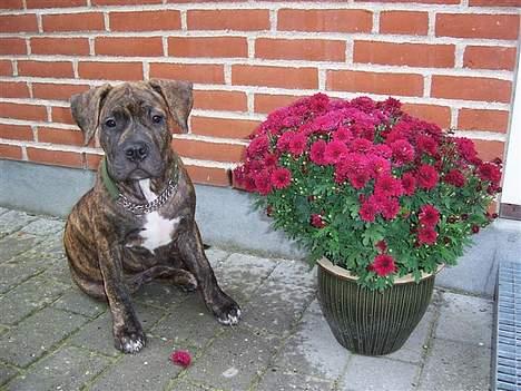 Amerikansk staffordshire terrier Chico billede 11