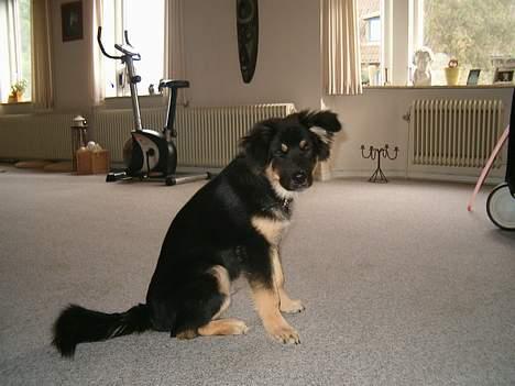 Blanding af racer ~¤~Qato~¤~ - Måske lidt træt...hehe billede 13